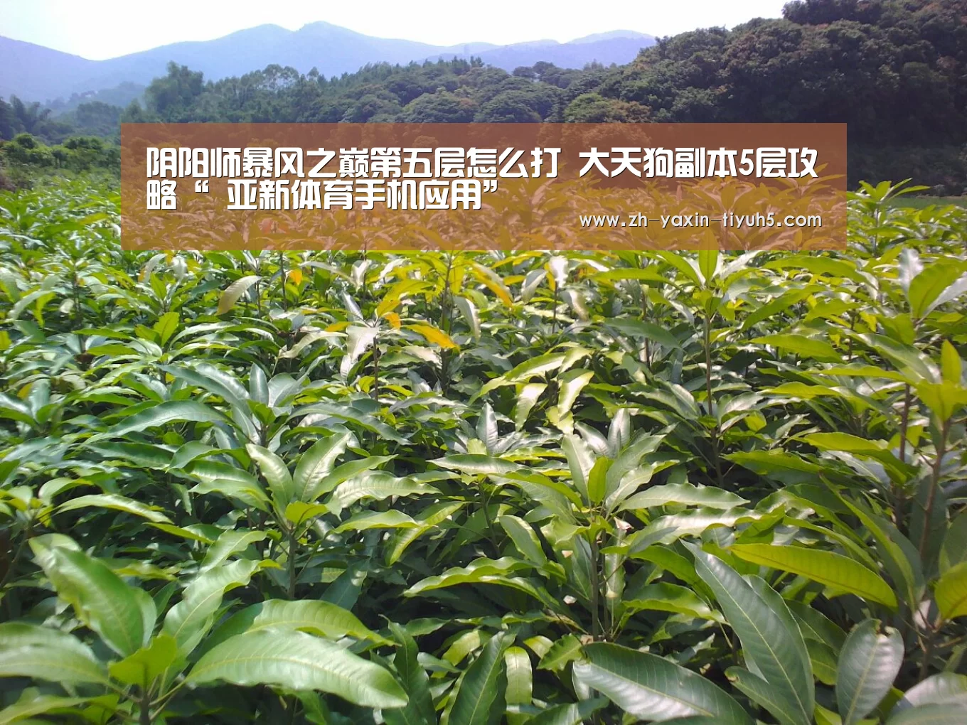 亚新体育App下载
